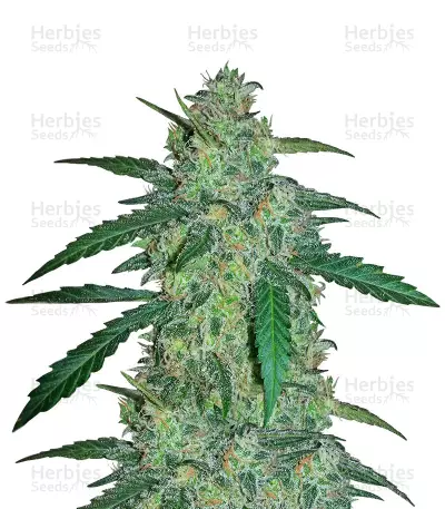 Early Skunk Haze (Early Pearl Skunk x Haze) Seeds — product photo