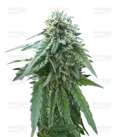 Early Skunk Seeds — product photo