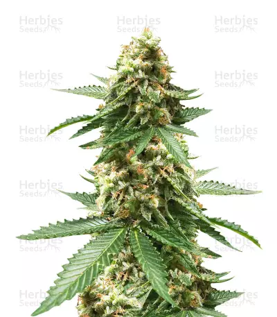Early Widow Seeds — product photo