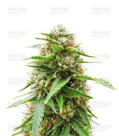 Easy Bud Auto Seeds — product photo