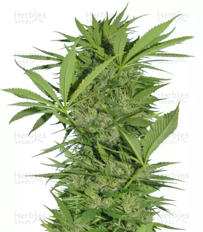 Easy Sativa Seeds — product photo