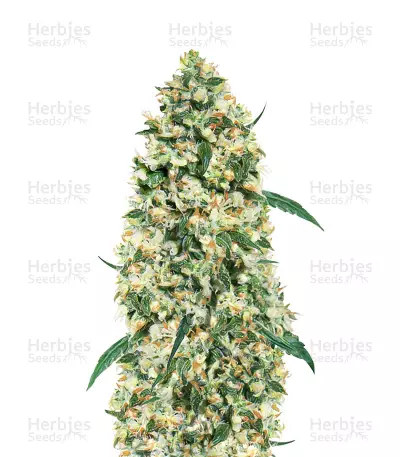 Ed Rosenthal Super Bud regular — product photo