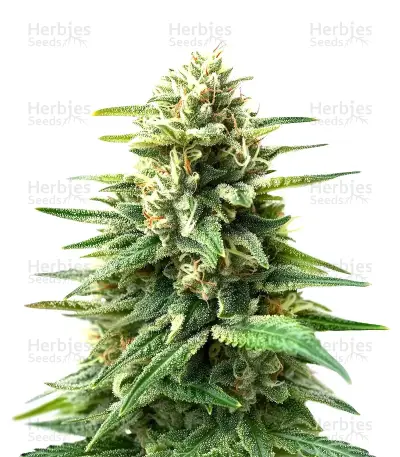 Edam Bomb (Cheese Bomb) Seeds — product photo