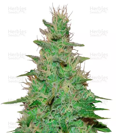 El Alquimista Auto Seeds — product photo