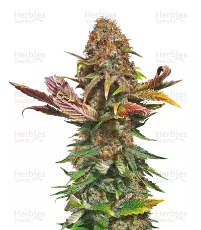 El Fuego Auto Seeds — product photo