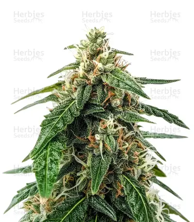 El Fuego Seeds — product photo