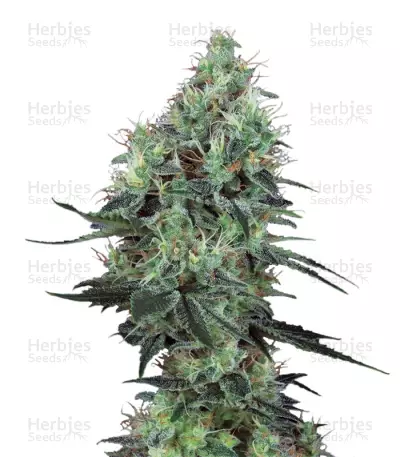 Electric Lemon G Seeds — product photo