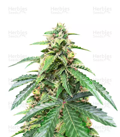 Roze Runtz Seeds (AlphaFem Seeds) — product photo