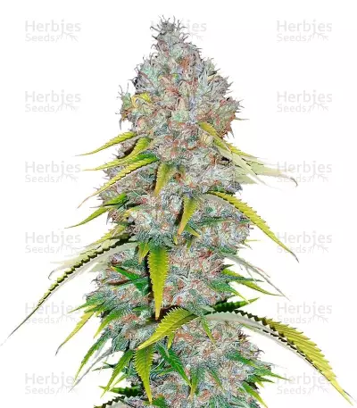Excalibur Seeds — product photo