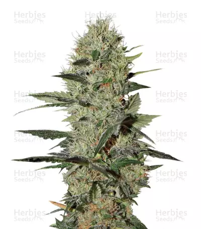 Exodus Cheese Autoflowering Auto Seeds — product photo