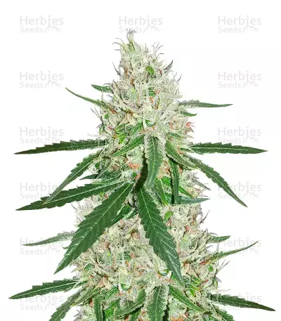 Exodus Cheese x Durban Panama Seeds — product photo