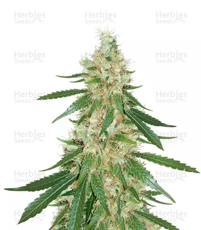 Exodus Cheese x Swaziland Seeds — product photo