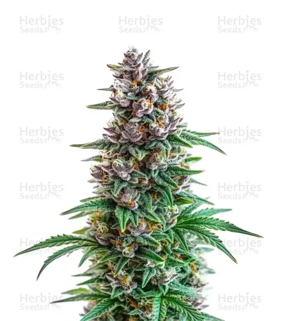 Extraction Apple And Bananas Seeds — product photo