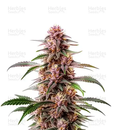 Extraction Guava Seeds — product photo