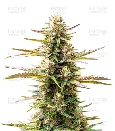 Extraction Jealousy Seeds — product photo