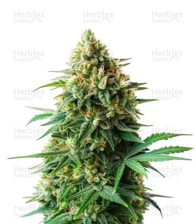 Extraction OG 18 Kush Seeds — product photo
