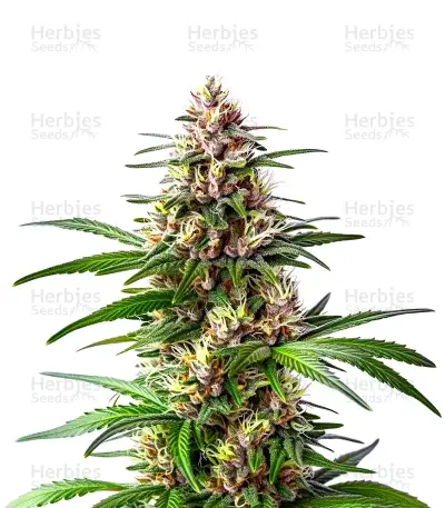 Extraction Ooze Seeds — product photo