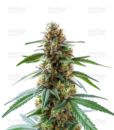 Extraction Permanent Maker Seeds — product photo