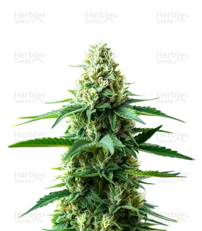 Extraction RS54 Seeds — product photo