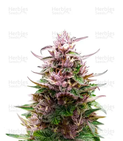 Extraction Tropicana Cherry Seeds — product photo
