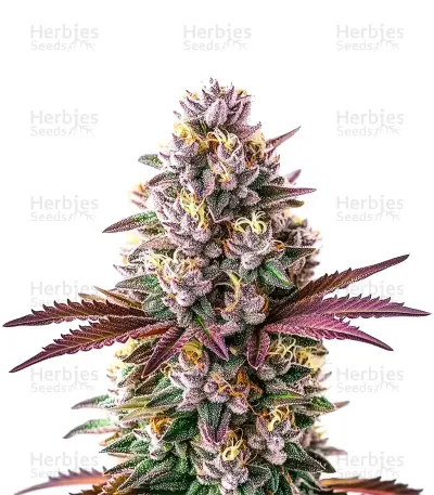 Extraction White Runtz Seeds — product photo