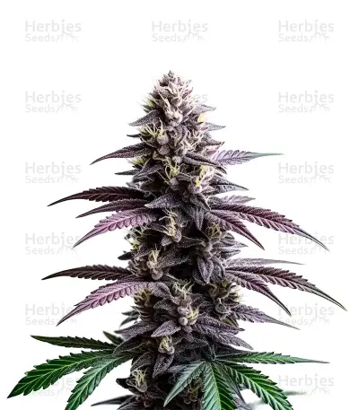 Extraction Zoap Seeds — product photo