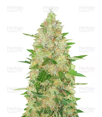 Extreme Impact Auto Seeds — product photo