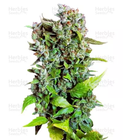 Fast Bud #2 Auto — product photo
