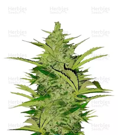 Fast Eddy Automatic CBD — product photo
