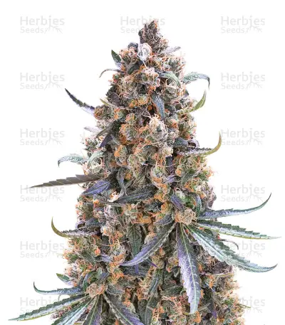 Fast Flowering Green Crack — product photo