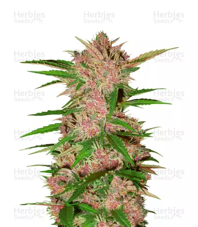 Fastberry Auto Seeds — product photo
