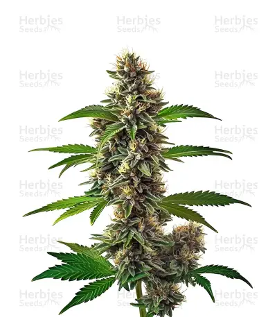 Fat Bastard Auto — product photo