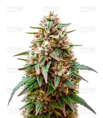 Fat Pete’s Cookies Auto Seeds — product photo