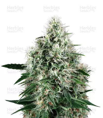 Fire OG Kush — product photo