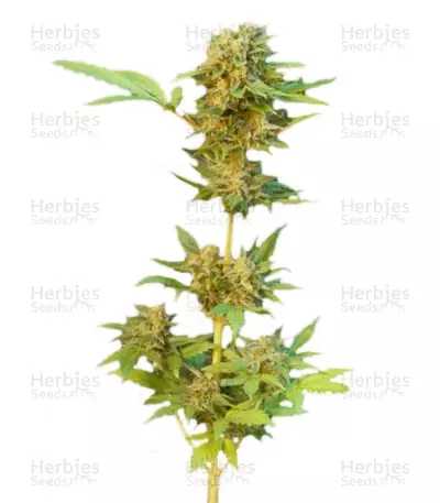 Flash Auto — product photo