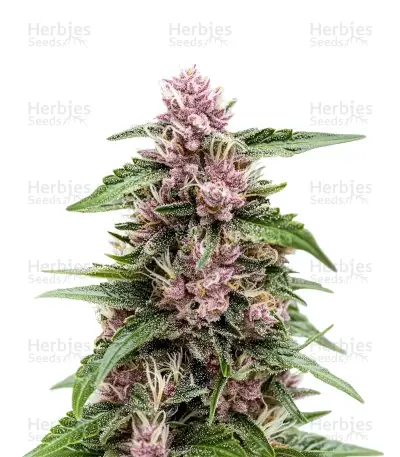 Forbidden Cherry Auto Seeds — product photo