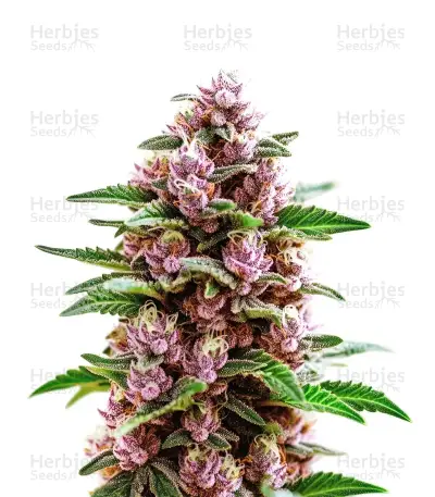 Forbidden Fruit — product photo