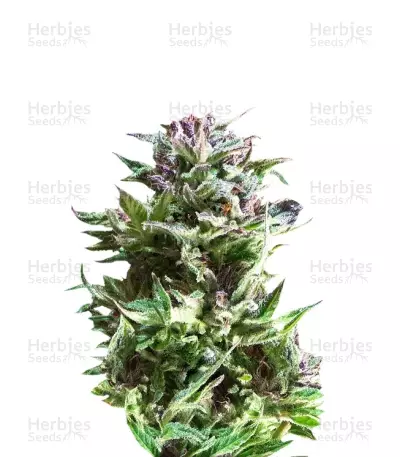 Forest Dream — product photo
