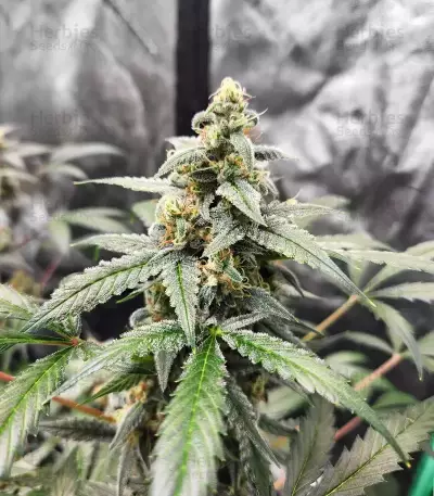 Forum Stomper Auto — product photo