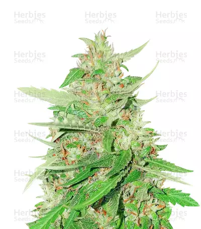 Franco's Lemon Cheese Seeds — product photo