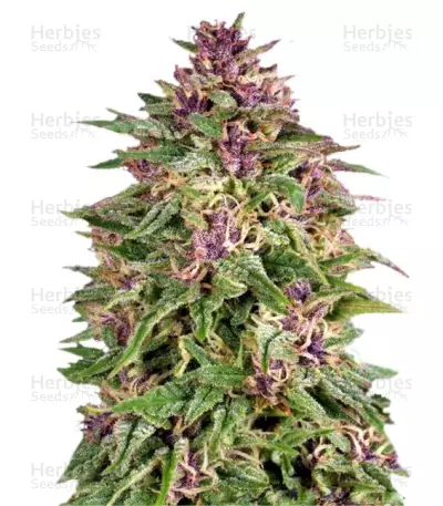 Frisian Dew Seeds — product photo