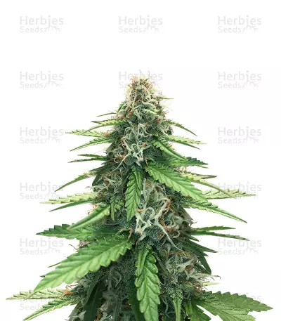 Fruit Cake — product photo