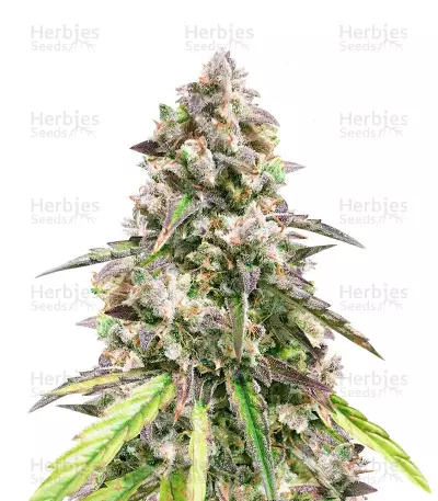 Fruit Punch Auto Seeds — product photo