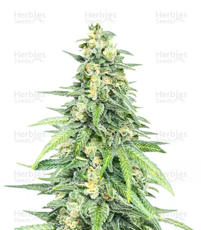 Dozy Cookies Seeds (AlphaFem Seeds) — product photo