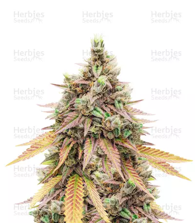 Fruit Salad (Expert Seeds) — product photo