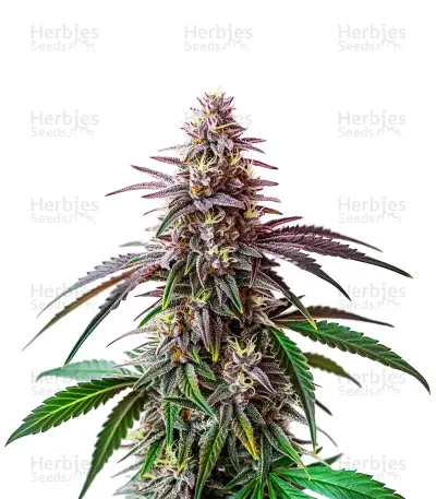 Fruity Pebbles — product photo