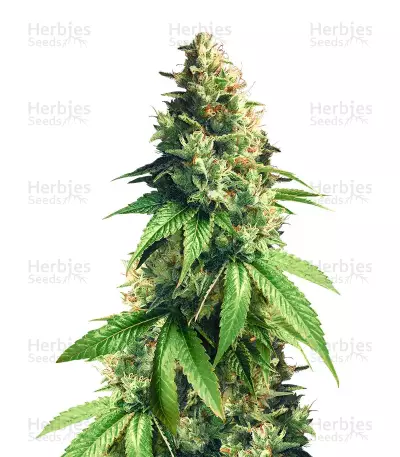 Fuel OG — product photo