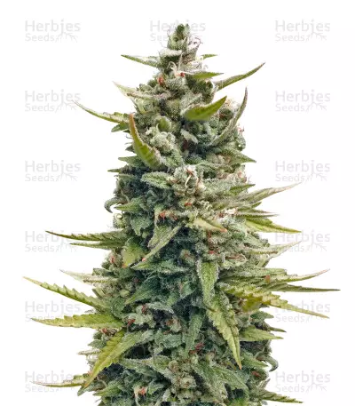 G13 Haze Seeds — product photo