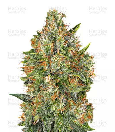G13 Widow — product photo