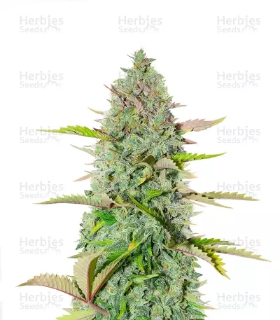 G14 Auto Seeds — product photo